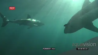A pair of Great white sharks gently swimming underwater in ocean passing each PROFILE