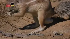 close up tracking shot of a male cape ground squirrel xerus inauris stretching and eating.