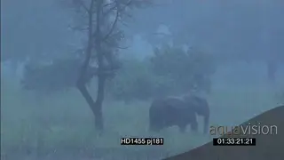 African Elephants with calf walking grazing in Rainstorm