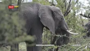 African Elephant walking on bushveld feeding MLS