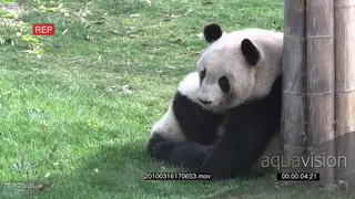 Giant Panda bear mother breast feeding her cub PROFILE WS ZI