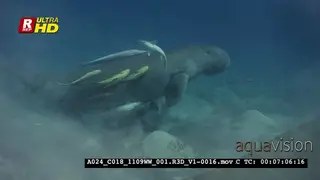 A Close Up, Tracking shot of Dugong dugon, Dugong dugon named Dyson.