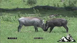 Warthogs fighting a and chasing each other WS MWS