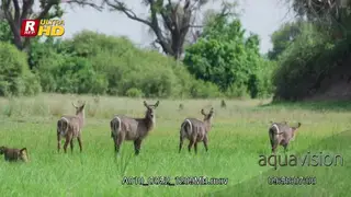 Waterbuck herd, walking, looking around and towards and feeding on grass.