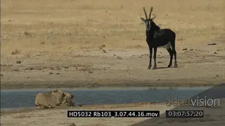 African Lion laying down besides river bank, Sable antelope passes and looks at it WS