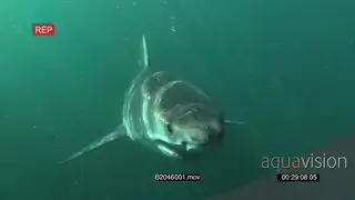 Great white shark swimming towards camera underwater in ocean then passing by LS UW HAND