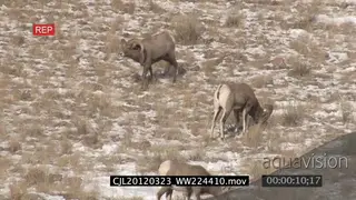Male bighorn sheep exhibiting flehmen behaviour walking on prairie and others standing.