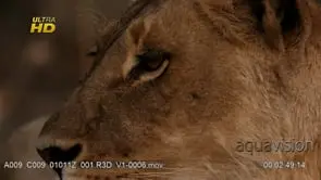 Adult female African Lioness face Close-Up and flies around its eye area.
