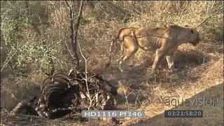 African lioness with injured tail walking away and back again at carcass