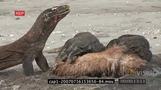 Komodo Dragons feeding on a kill and moving on riverbank MLS MWS ZI ZO HAND