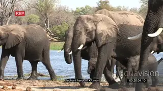 Wet elephant herd walking after drinking MWS