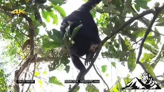 Chimpanzee on a tree swinging on a tree and picking up fruits to feed on.