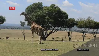 Giraffe calf being born LWS GOOD LIGHT