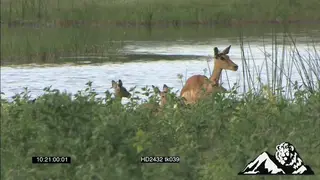 Impala antelope with young run away, stotting GREEN