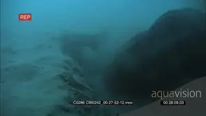 Adult Sea otter hunting while digging with forelegs paws on the sea floor searching…