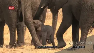A herd of elephants protecting a new born calf MS