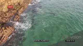 Great white sharks hunting patrolling along coastline GOOD LIGHT