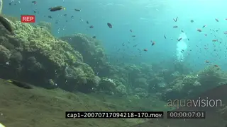 Diver swimming and moving around in an aquarium in ocean XWS HAND