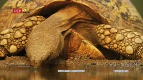 Close up shot of leopard tortoise drinking Water