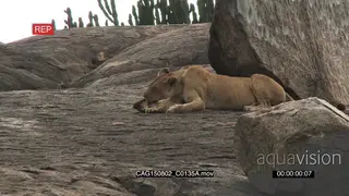 African Lioness laying down on a large rock grooming cub MWS HAND