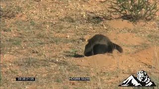 A honey badger walking around sniffing and digging with 2 Pale Chanting Goshawks standing.