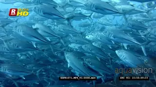 Hundreds of bigeye trevally fish swirl in front of the camera