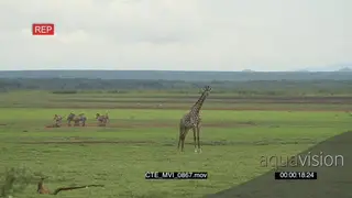 Masai Giraffe standing looking towards camera, Zebra herd standing behind it GREEN WS