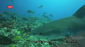 Tiger Shark swimming with Remora Fish and looking around underwater in the ocean then.