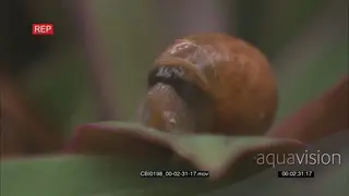 Snail retreated in shell slowly getting head out of shell DAY MCU