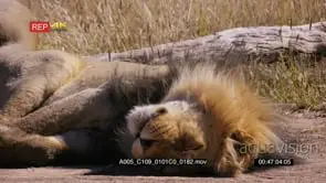 Cutaway shot of of two kgalagadi male lions, Panthera leo with their black mane…