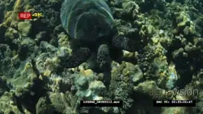 Loggerhead turtle feeding from the Dani Keli reef UW