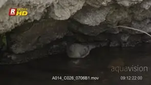 Dipper wading, swimming readily, foraging low underwater and feeding on aquatic foods