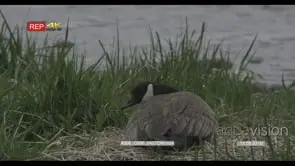 Canada geese laying in a nest GOOD LIGHT GREEN