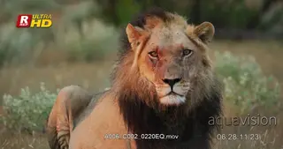 African male Lion with scar face, blood on its right eye, laying down.