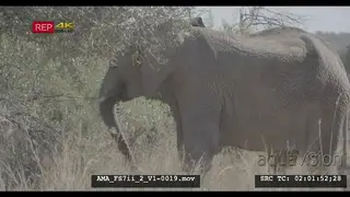 African elephant raising trunk, eating, foraging, smelling, nervous, moving, savannah.