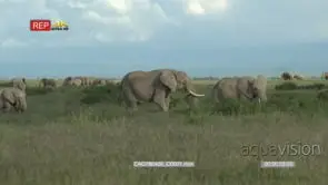 Elephant herd foraging in high grass