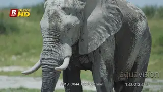 African Elephant standing and looking towards the camera.