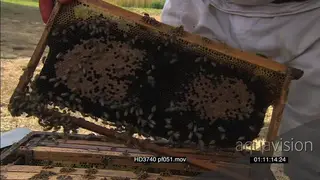 Swarm of honeybees in hive shown to camera by bee keeper