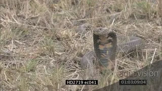 Mozambique Spitting Cobra laying on grass looking around CU MCU MLS ZI ZO