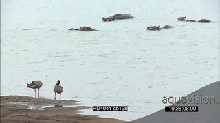 Hippo pod resting social behaviour in river Egyptian Gooses preening on riverbank in…
