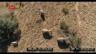 Aerial Drone African elephant herd and calves feeding off bushes