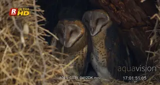 Three Barn Owl in a hollow tree, preening, sleeping and resting.
