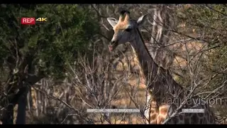 Tilt down short over giraffe CU of giraffe legs walking