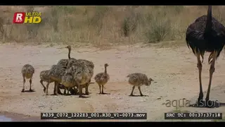 A wet female ostrich and her chicks after they had a swim in a paddle.