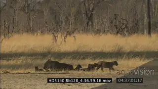 Bighorn Sheep scocial interaction on snowy prairie and one laying down LS