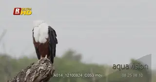African Fish Eagle perched on a tree and preening itself.