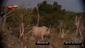 [2] Black Rhinos Grazing WS