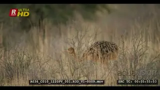 A tracking close up shot of an ostrich chick walking through the grass