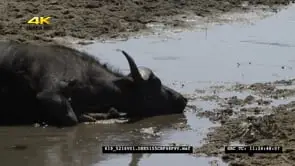 Large Cape Buffalo resting in muddy water