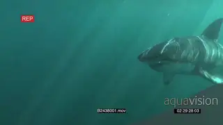 Great white shark swimming underwater in ocean and crashing into boat trying to bite a.